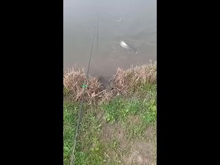 Видео от Рыбалка в Туле Плехановские пруды
