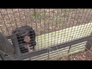 Шимпанзе Филя и Марик закадычные друзья, но бывает. и поссорятся. ТАЙГАН