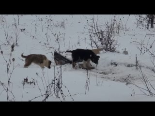 Видео от Виктории Дощук