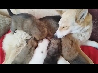 Видео от Альянс Защитников Животных — Санкт-Петербург