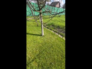 Видео от Садовый Патруль | Обрезка деревьев | Садовник