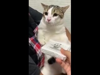 Видео от кот