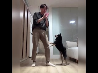 Учим собакена танцевать