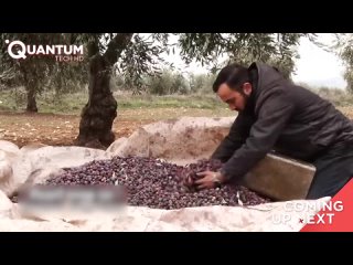 The Process of Soap Manufacturing | Harvesting MILLIONS of Olives to Produce the Best Soap