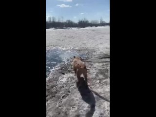 Сегодня четверг 📆
А это значит,что в приюте день закрытых дверей 🚪🥲

Грусть и тоска для хвостиков и для нас с вами 🥺
Чтобы этот