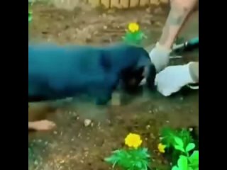 Пёс - мечта для огорода