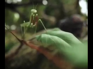 Иллюстрация пищевой (трофической) цепи.