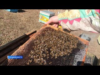 Массовый падеж: пчелиный грипп уничтожает медоносную базу в Приморье