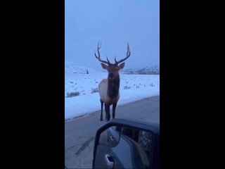 Как олень охраняет дорогу к горам! Ни один автомобиль не пройдет без схватки с этим парнокопытным