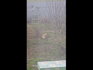 Video by smart_cats_tv