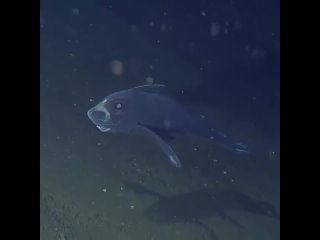 На данном видео изображена необычная рыба, тело которой представлено из хряща, а не из кости.