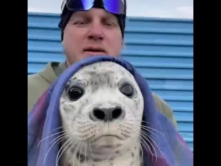 Мужчина спас маленького тюленя благодаря своему псу 🥺