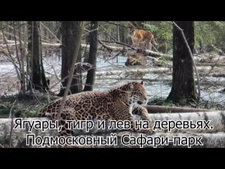 Ягуары, тигр и лев на деревьях. Подмосковный Сафари-парк