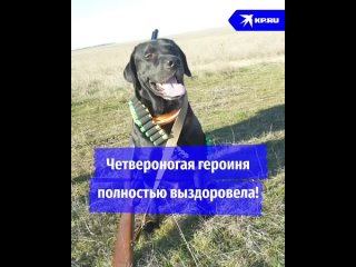 Четвероногая героиня (720p).mp4