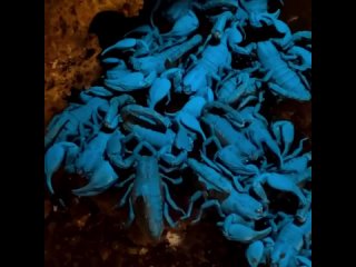 Скорпионы демонстрирует свои способности к флуоресценции