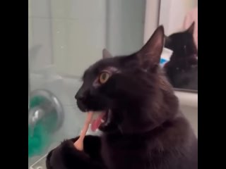 Кошка чистит сама зубки