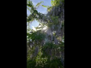 Цветущая глициния в дендропарке Тирасполя