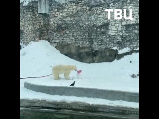 🐻‍❄️ Медведица Айка принимает поздравления в честь Дня полярного медведя!