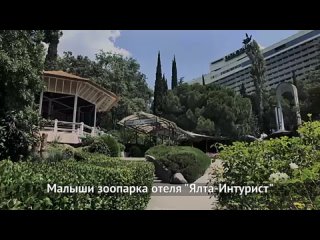 Малыши редчайших животных в зоопарке отеля Ялта Интурист(360P).mp4