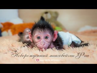 Новорождённый мангобейчик Фая в зоопарке отеля Ялта-Интурист(360P).mp4