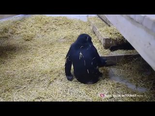 Как шимпанзе отметили новоселье в зоопарке отеля «Ялта-Интурист»(360P).mp4