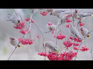 рябина и снежок и какие-то птицы клюют клюют... красиво...