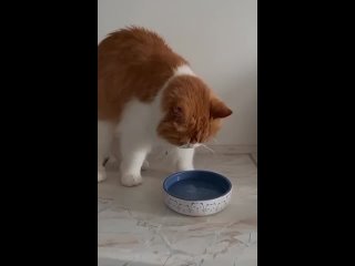 Видео от Британские кошки котята  Питомник “Area Sacra“