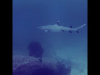 Whitetip Shark on Stonehenge | Diving in the Similans, Thailand