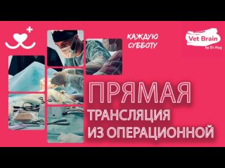 Эндоскопическая овариогистерэктомия. Запись трансляции из операционной от