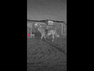 Видео от Конные прогулки