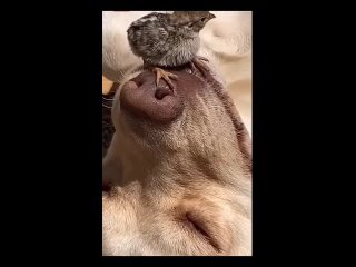 Видео от Я люблю животных