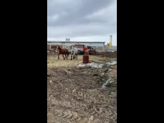 Видео от Спасение лошадей с бойни «Амулет», служба помощи