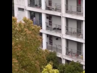 Monkeys raid female student dorm in eastern China