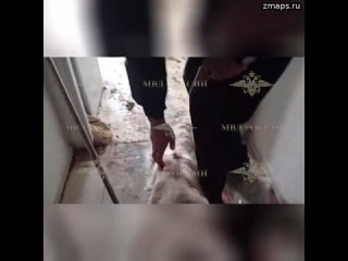 Сотрудники подмосковного Мособлпожспаса спасли из запертой квартиры в Томилино собаку, которая долго