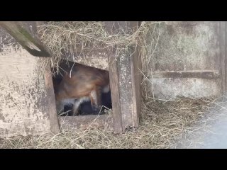 Видео от Зооферма “Приют Белоснежки“