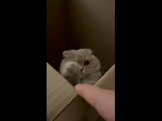 Видео от Шотландские котята, мейн-кун. Ritkindom