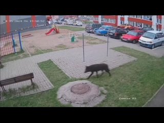 Волк или собака: кто перепугал жителей Витебска