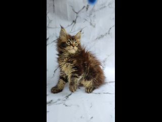 Video by Мейн Куны “ASTER AGATOS“ продажа котят