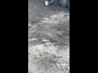 Видео от Помощь бездомным животным «Ради жизни» , Тамбов