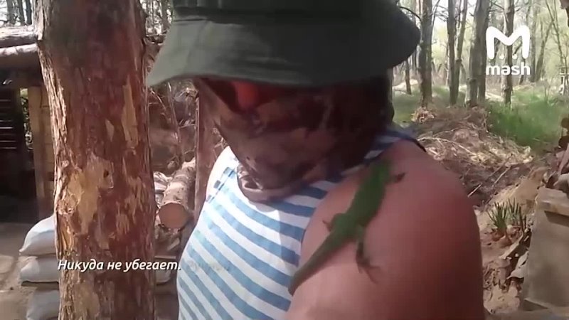 A family of nimble lizards settled in the camp of the South Ural paratroopers. The green ones crawled up on