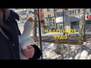 Маленькое чудо. Авторы  Мясникова Мария и Шкрыль Яна, 3 место в компетенции Мобильное кино финал 2023/2024 учебного года