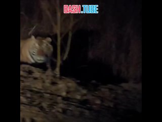Огромный тигр напугал водителя в Приморье