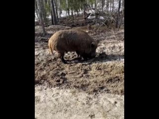 Целое стадо кабанчиков пасется у дороги под Семеновым🐗