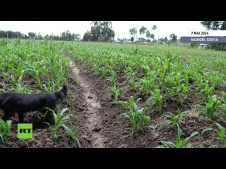 Kenya : les agriculteurs reoivent 36 000 tonnes d'engrais russes subventionns