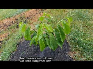 4 мифа об азимине (банановое дерево Небраски, пау пау, папайя, лапа лапа)