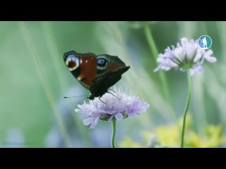 Послание бабочек (Познавательный, научно-популярный, природа, животные, флора, фауна, исследования, 2021)