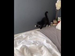 Видео от Какие-то смешные мемы с котами