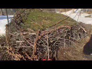 В Ленобласти перенесли гнездо аистов весом 200 килограммов с дерева, которое подлежало вырубке из-за расширения трассы Р-23