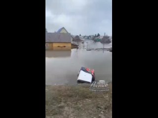 Бросают собак в наводнении - Паблик «Это Ростов!»
