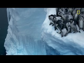 National Geographic / Emperor penguin chicks jump off a 50-foot cliff in Antarctica